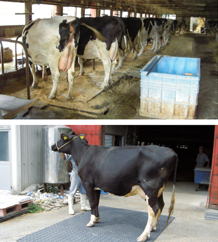 飼育する家畜の抗菌対策と地面の養生